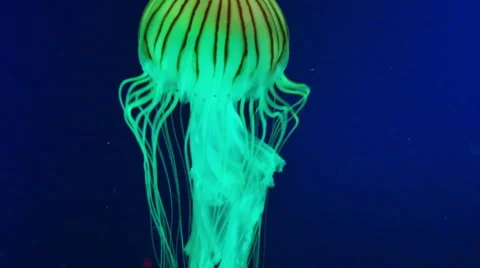 Jellyfish with Tentacles with Blue Background, 4K Stock Footage 60665357