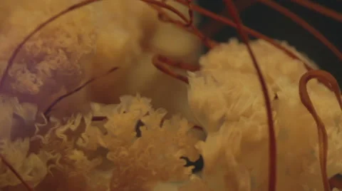 Jellyfish Tentacles Close Up Slow Motion Vídeos de archivo 68061524
