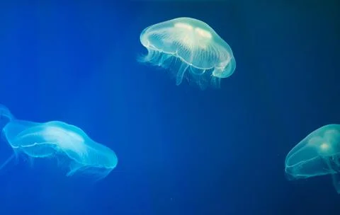 Jellyfish with tentacles Stock Photos