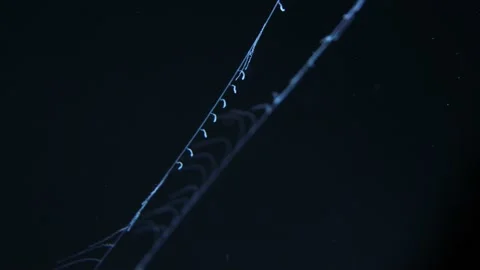 Jellyfish Tentacles pulled in by Ctenophore, Stinging cells, Close Up, 4k Stock Footage 231391950