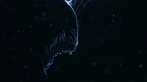 Jellyfish Tentacles pulled in by Ctenophore, Stinging cells, Close Up, 4k Stock Footage 231392421