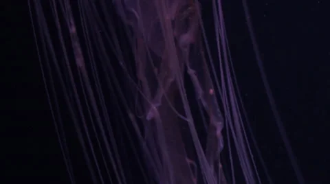 Jellyfish Tentacles - Purple Stock Footage 36818084