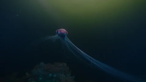 Jellyfish with tentacles spread out 2 Stock Footage 118070895