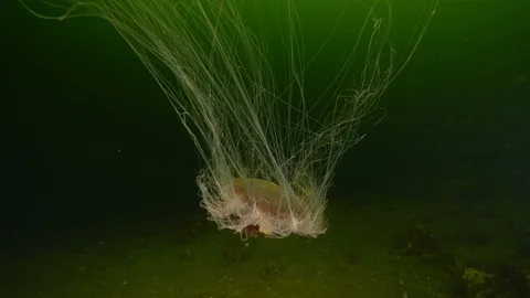 Jellyfish with tentacles spread out 3 Video stock 118070545