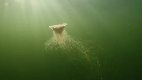 Jellyfish with tentacles spread out Vidéo 118070642