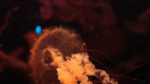 Jellyfish tenticles  動画素材 1062255