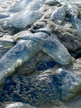 Jellyfish Texture on the Seashore Stock Photos