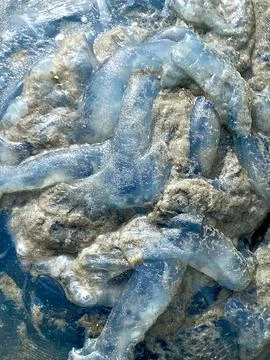 Jellyfish Texture on the Seashore Stock Photos