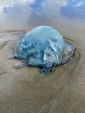 Jellyfish Texture on the Seashore Stock Photos
