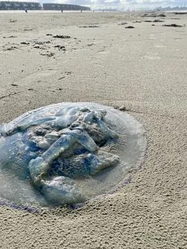 Jellyfish Texture on the Seashore Stock Photos