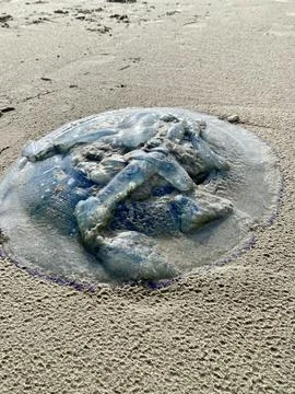 Jellyfish Texture on the Seashore Stock Photos