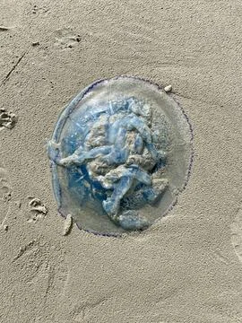 Jellyfish Texture on the Seashore Stock Photos