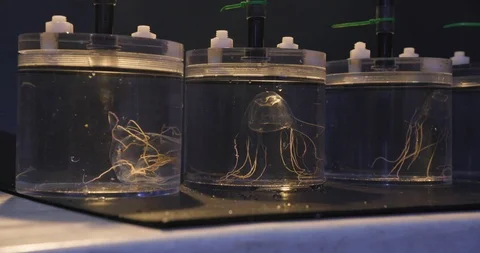 Jellyfish in three separate containers 動画素材 93611211