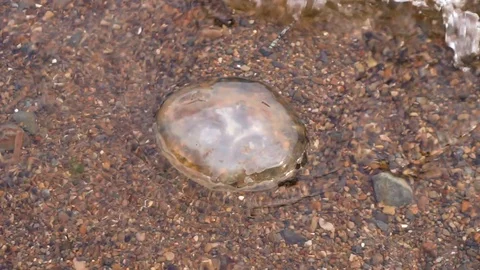 Jellyfish thrown by the wave on the seashore Stock Footage 120247403