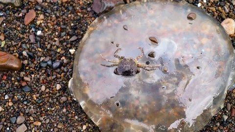 Jellyfish thrown by the wave on the seashore Stock Footage 120248767