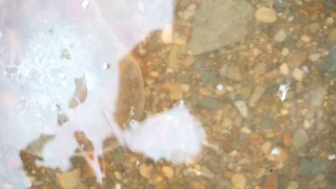 Jellyfish thrown by the wave on the seashore Stock Footage 120249042