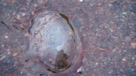 Jellyfish thrown by the wave on the seashore Stock Footage 120249728
