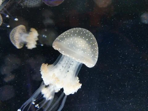 Jellyfish time Stock Photos