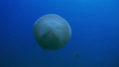 Jellyfish from the top Stock Footage 276090370
