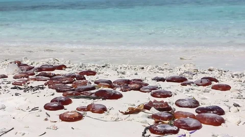 Jellyfish on tropical beach Video stock 73687573
