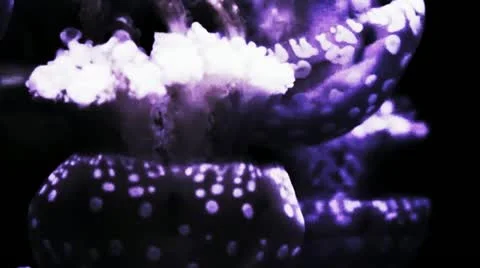 Jellyfish Under Water Stock Footage 22290102
