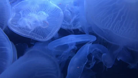 Jellyfish underwater in 4K Stock Footage 313827691