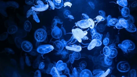 Jellyfish underwater background Video stock 84822661
