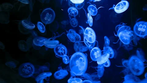 Jellyfish underwater background Stock Footage 89846096