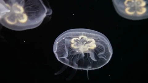 Jellyfish underwater background Stock Footage 95250005