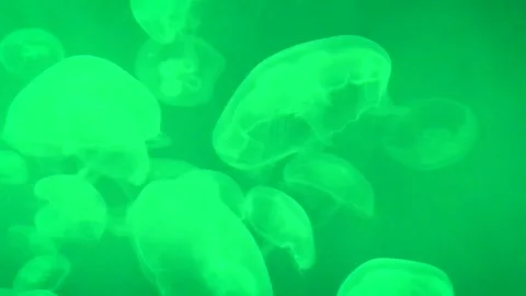 Jellyfish underwater colored background Stock-Footage 300852387
