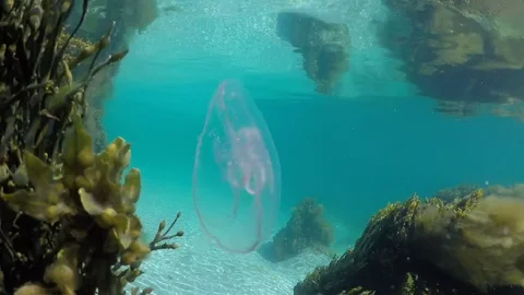 Jellyfish underwater Stockbeeldmateriaal 69909796