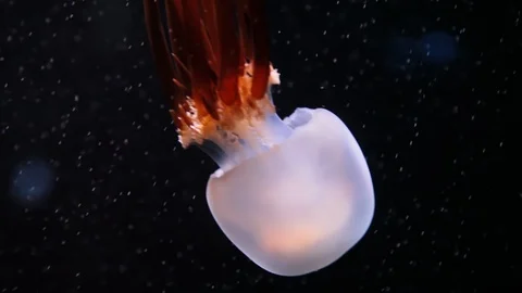 Jellyfish underwater Stock Footage 95790003