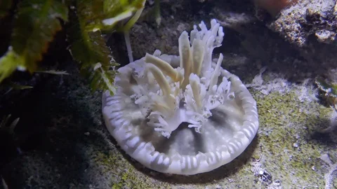 Jellyfish underwater Stock Footage 122156253
