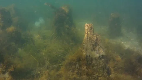Jellyfish underwater. Vídeos de archivo 159095768