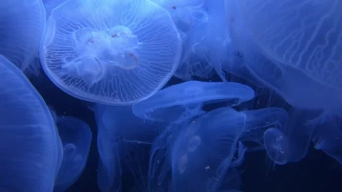 Jellyfish underwater see in 4K Stock Footage 314558212