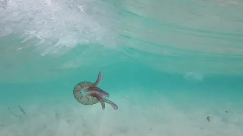 A jellyfish underwater in summer time Vídeo Stock 212611484