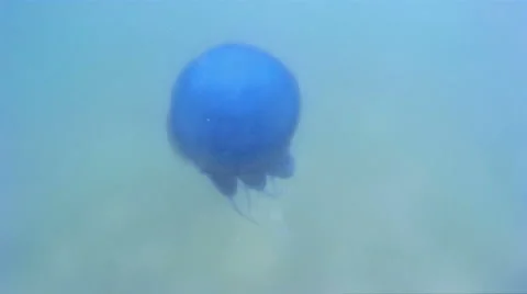 Jellyfish - underwater world Stock Footage 52201153