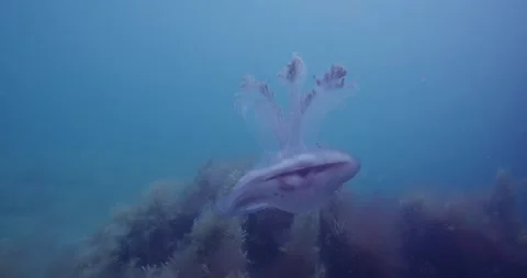 Jellyfish Upside Down Flooded Over Seaweeds, Close Up ClipA018 C023 1114K0 0 Stock Footage 279034970