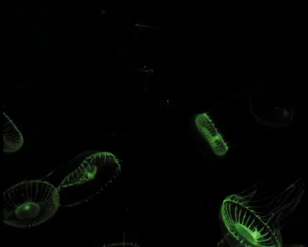 Jellyfish V10 - PAL Stock Footage 10761718