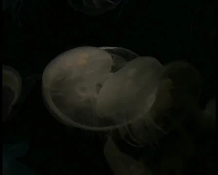 Jellyfish V18 - PAL Stock Footage 10761568