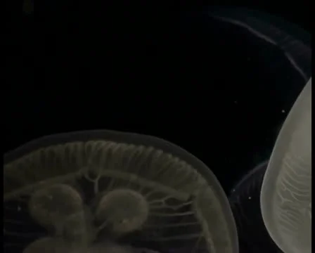 Jellyfish V19 - PAL Video stock 10761534