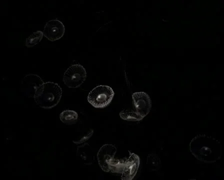 Jellyfish V2 - PAL Video stock 10761824