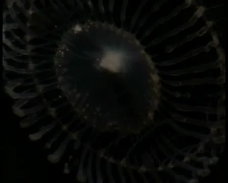 Jellyfish V20 - PAL Stock Footage 10761549