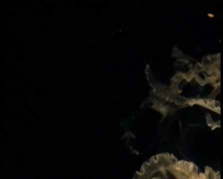 Jellyfish V23 - PAL Stock Footage 10761483
