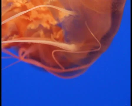 Jellyfish V3 - PAL Stock Footage 12366715