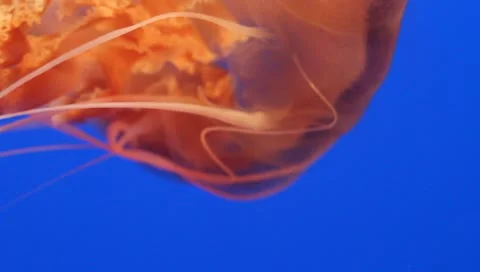 Jellyfish V4 - HD Stock Footage 10794935