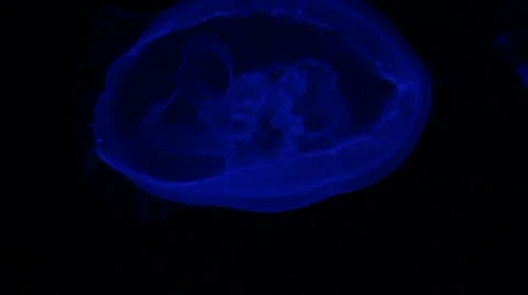 Jellyfish version 2 Stock Footage 20549527