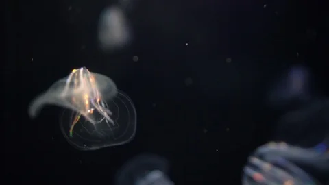 Jellyfish Warty Comb Jelly Mnemiopsis Leidyi 02 Stock Footage