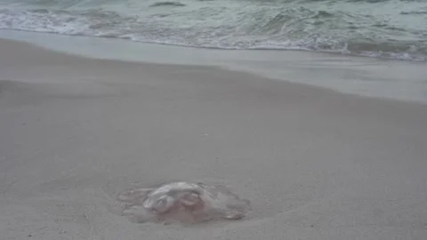 Jellyfish washed ashore on a white sand beach, coastal wildlife video Stock Footage 345689631