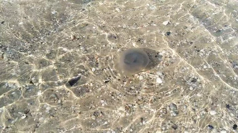 Jellyfish washed up on the beach Video stock 112753734